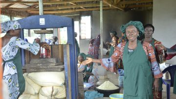 Success Story of Osara Women Cassava Processors